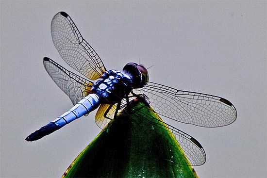 dragonfly7