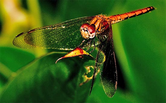 dragonfly7