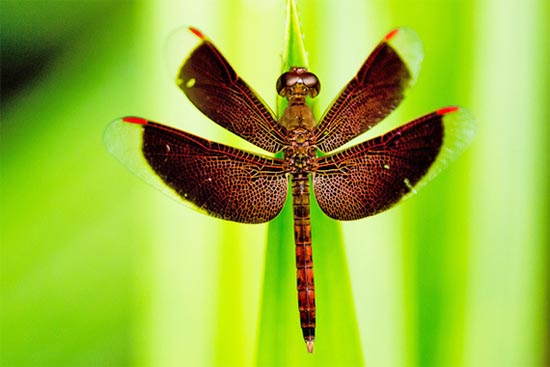 dragonfly7