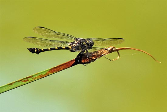 dragonfly7