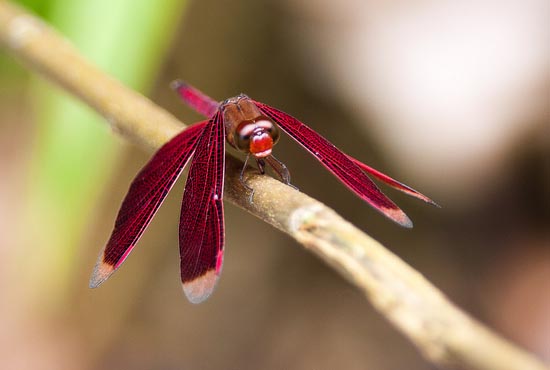 dragonfly7