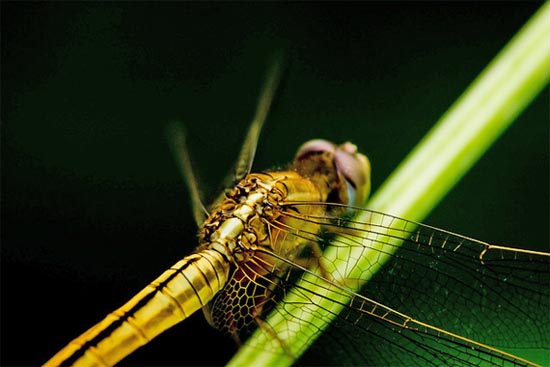 dragonfly7
