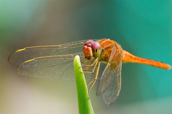 dragonfly7