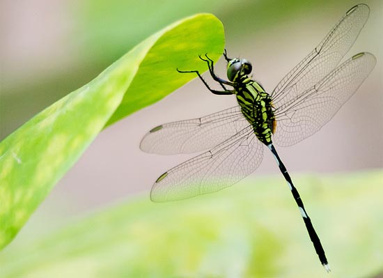 dragonfly8