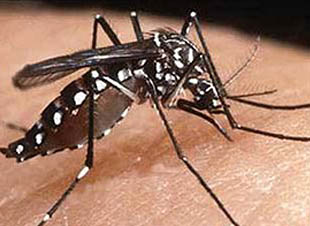 Dengue-Fever-Cases-In-Sri-Lanka-Triple-In-2012.jpg