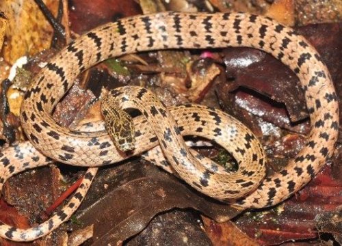New Wolf Snake Discovered In Cambodia