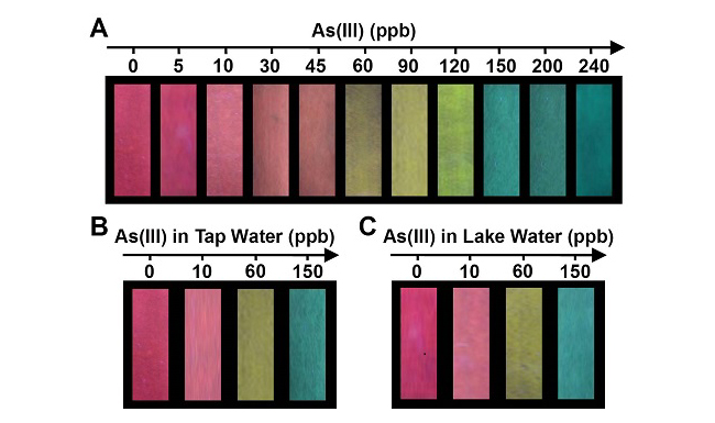 A: The visualization of As(III) using the fluorescent test paper. B & C: The visual detection of As(III) in tap water and lake water, respectively. These photos were taken under a UV lamp. Credit: Zhou Yujie