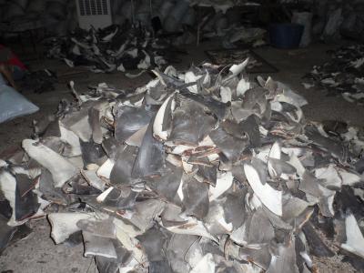Shark Fins