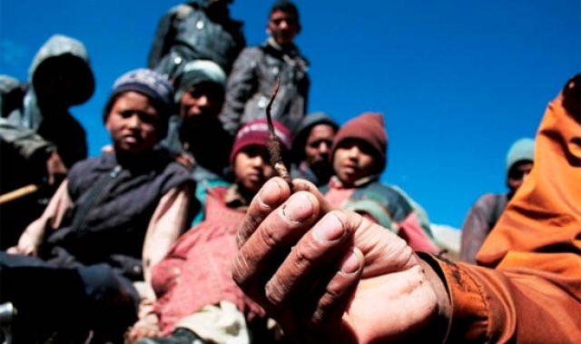 No Blue Pill Please: Caterpillar Fungus Viagra In The Himalayas