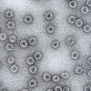 H1N1 Influenza Vaccine From A*STAR & Cytos Enters Phase I Trials
