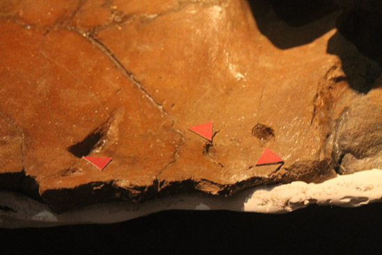 trex tooth marks