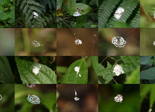 Spider webs or bird droppings? Photo by Liu Min-Hui, National Chung-Hsing University, Taiwan.