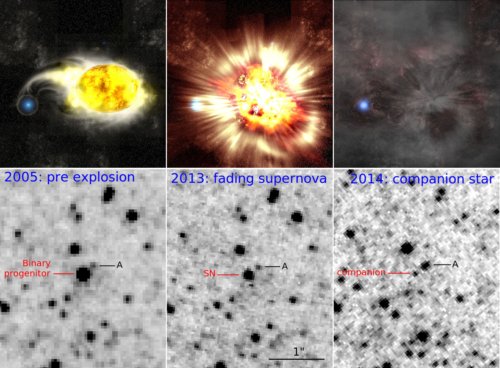 The supernova explosion process. The artist's impression (top row) and the corresponding Hubble space telescope images (below). Credit: Kavli IPMU, NASA.
