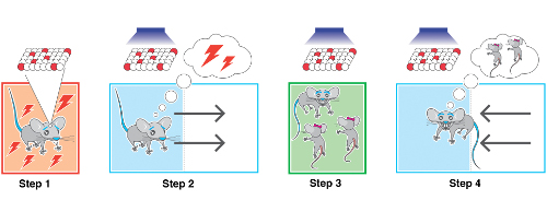 In the fear to reward experiment, step 1 involves labeling the neurons in the hippocampus that were active during the formation of a fear memory. Step 2: Activating those neurons with blue laser light produces an aversive response, causing the animal to leave the zone of the test arena where the laser comes on. In step 3, the same neurons are reactivated while the test mouse spends time interacting with two female mice (a reward experience). In step 4, again the same neurons are activated but this time the test mouse increases the time that it spends in the zone of the test arena where the laser comes on. Credit: RIKEN.