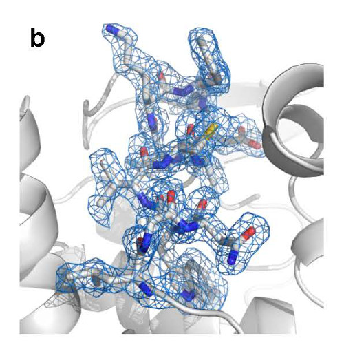 Close-up view of the structure of lysozyme based on the electron-density map. Credit: RIKEN.
