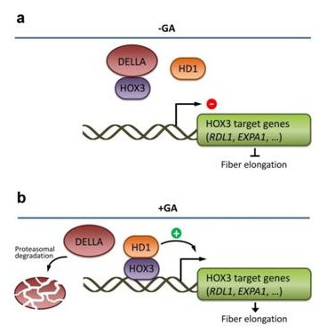 (a) In cotton fibers, DELLA proteins bind to HOX3 to prevent its binding to other HD-ZIP transcription factors, repressing their transcriptional activation to target genes. (b) GAs trigger degradation of DELLAs, releasing HOX3 protein to interact with other HD proteins, such as HD1, allowing the activation of target genes, including RDL1 and EXPA1, to promote cotton fiber elongation. Credit: Shan et al.