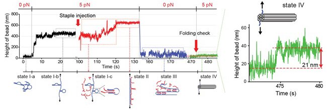 The formation of a DNA nanostructure using magnetic tweezers. The DNA nanostructure with a 21-nanometer size was formed in about eight minutes. Credit: KAIST.