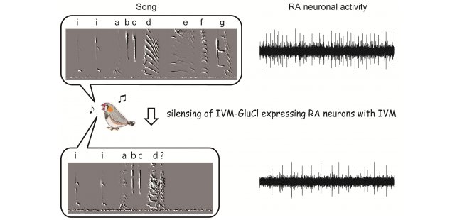 Top row: regular uninhibited activity of the arcopalium in the zebra finch brain. Bottom row: after use of chemogenetic inhibition, there is a decrease in neuronal activity which in turn causes the acoustic structure of the song (on the left) to change. Credit: OIST.