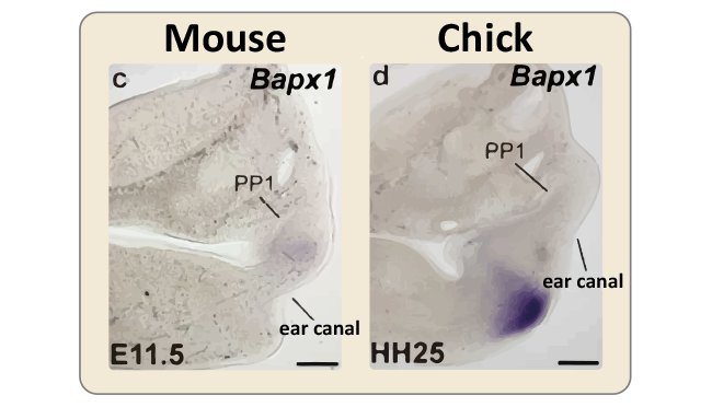 The primary joint develops more dorsally in mammals than in dyapsids. (Left) Bapx1 (purple) is a marker for the primary jaw joint. Early in mouse development, Bapx1 expression is very close to the first pharyngeal pouch (PP1), and the ear canal forms below it. (Right) In chicks, Bapx1 is expressed more ventrally, and the ear canal forms above it. Note that the relative position of PP1 and the ear canal are similar in mice and chicks. Credit: RIKEN.