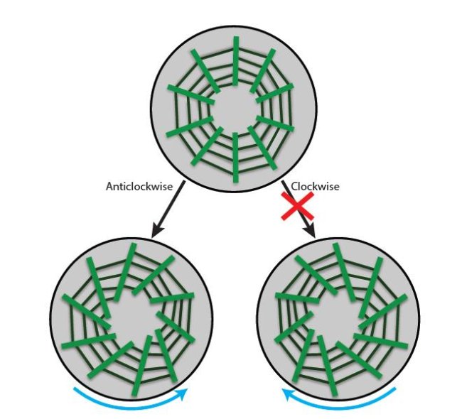 Schematic showing Left-Right (L-R) asymmetry can develop by actin cytoskeleton (green) dynamics. Remarkably, the actin cytoskeleton always assembles into the anticlockwise orientation, but never achieves the clockwise ‘mirror’ orientation. This internal organization allows the cell to distinguish left from right. Credit: MBI/NUS.
