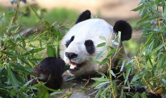 What do pandas eat besides bamboo?