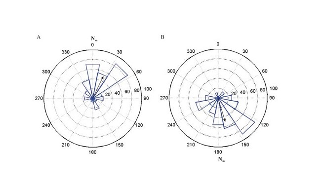 Angular histograms of roosting locations in the natural geomagnetic field (A) and a polarity reversed magnetic field (B). Field intensity is 51μT. Black arrows indicate the direction and magnitude of the mean resultant vector. Nm: magnetic north. Credit: Chinese Academy of Sciences.
