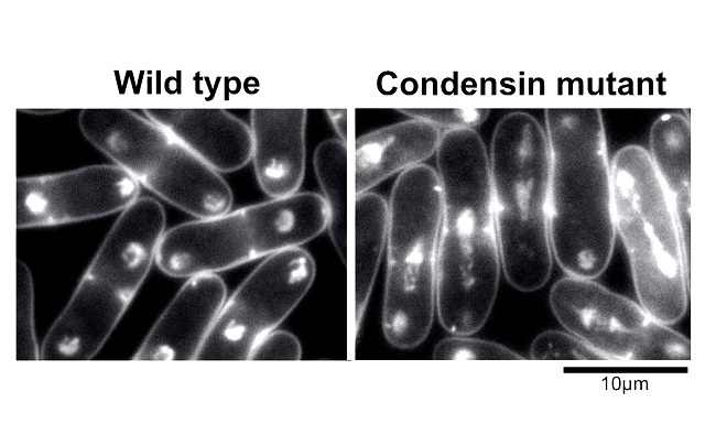 The cells on the left are normal yeast cells, in the process of dividing successfully. Note how the replicated chromosomes have completely separated from the original. The cells on the right produced mutant condensin and their chromosomes were unable to segregate properly. Credit: OIST.