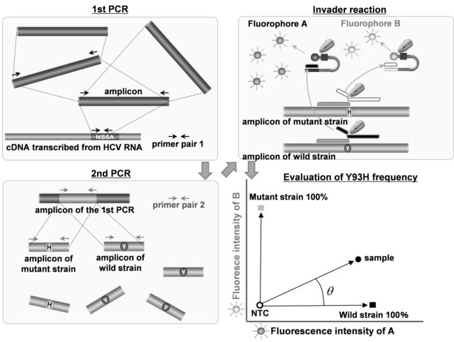 Rapidly Detecting Drug-Resistant HepC – Asian Scientist Magazine