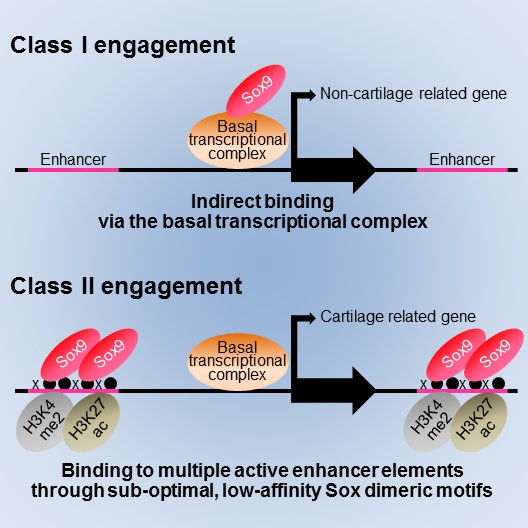 Model for two distinct modes of Sox9 action in cartilage formation proposed in the present study. In Class I engagement, Sox9 binds to the genome indirectly via the basal transcriptional complex, regulating transcription of genes for basal cell activities. In Class II engagement, Sox9 binds to multiple active enhancer elements through sub-optimal, low-affinity Sox dimeric motifs (DNA sequences), resulting in a high level of transcription of cartilage-related genes. Credit: Shinsuke Ohba/University of Tokyo.