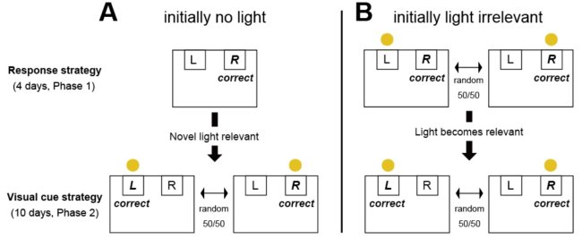 The two key behavioral tests presented to the rats. In both tests, rats were initially required to go to a right lever for a sugar pellet reward, and subsequently they had to change a strategy following a light cue that directs a correct lever. In one of the tests, there was initially no light when rats chose a right lever. But then a light started to shine above the correct lever, which switched randomly between left and right. In another test, a light shone above the either lever, but was irrelevant to the correct lever choice. Sometimes it lined up with the correct lever, and sometimes it did not. However, then the light did line up with the correct choice. In both tests, rats with damaged cholinergic interneurons could learn the initial strategy, but could not change strategies to adapt to the new rules. Credit: OIST.