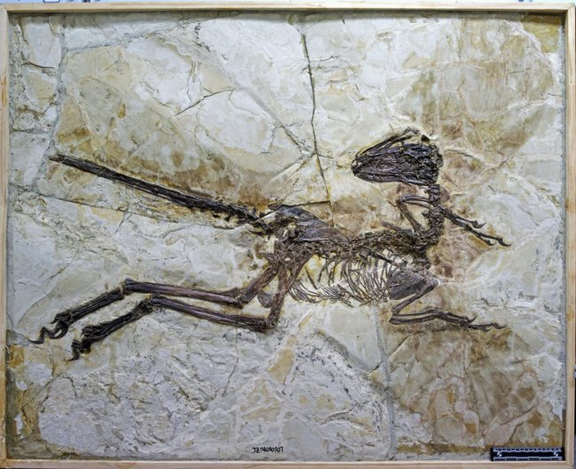 The fossil remains of Zhenyuanlong suni. Credit: Lü Junchang.