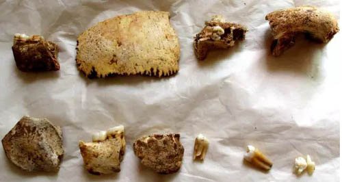 Teeth and skull bones of Homo erectus from the Hualongdong archaeological site. Credit: IVPP.