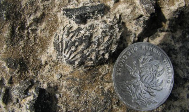 Fossilized peach pits discovered in China dating back more than 2.5 million years are identical to pits found in modern varieties of the fruit. Credit: Su Tao.