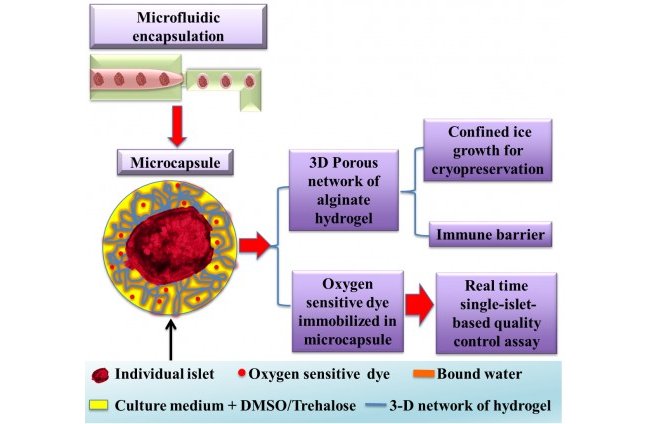 Schematic representation of the pancreatic islet cryopreservation method. Credit: OIST.