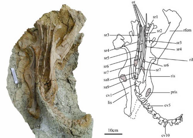 Photograph (left) and drawing (right) of Ischioceratops zhuchengensis in dorsal view. Credit: He Yiming