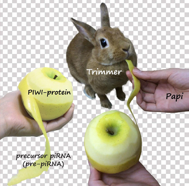 Papi (hand) is helping Trimmer (rabbit) to trim pre-piRNAs (apple peel) loaded on PIWI proteins (apple), reflecting the molecular mechanism of pre-piRNA trimming. Credit: Natsuko Izumi and Yukihide Tomari 
