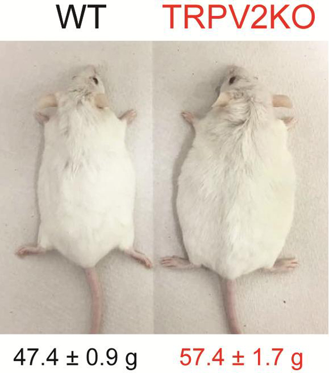 The average body weights of WT and TRPV2KO mice were 47.4 ± 0.9 grams and 57.4 ± 1.7 grams respectively after high fat diet treatment for eight weeks. Credit: NIPS/NINS