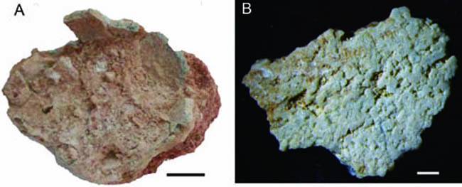 The found eggshells of Polyclonoolithus yangjiagouensis. Scale bar equals 1 cm. Creedit: Xie Junfang)