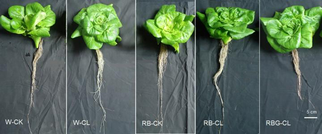 24 hours of continuous RB LED with G light exposure significantly enhanced free-radical scavenging activity, decreased nitrate content, and enhanced preharvest lettuce quality. Credit: Yang Qi-Chang