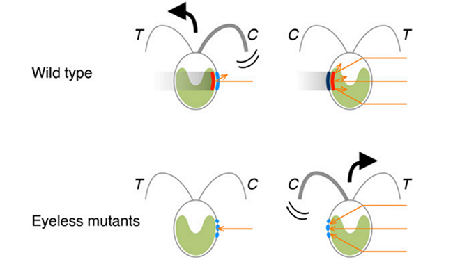  Illustration showing movements in opposite directions triggered by the relative orientation of the light source, eyespot pigments, and photoreceptors. Credit: Tokyo Tech