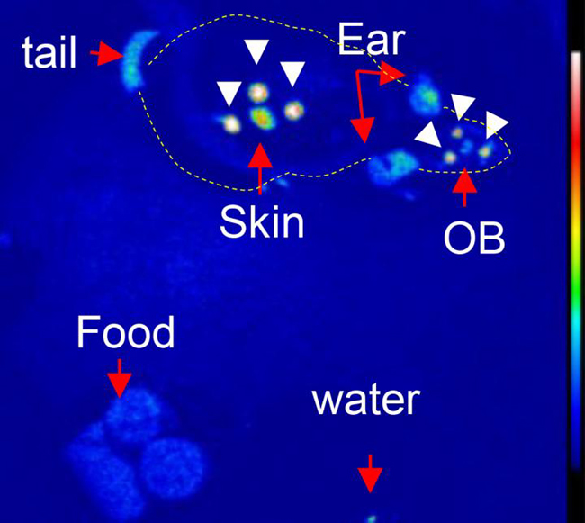 The fluorescence signal from the scintillators (white arrow heads) and bioluminescent signals from the target areas were acquired by cameras. The dotted line shows the shape of the mouse body. Credit: Toshiyuki Hamada, Hokkaido University