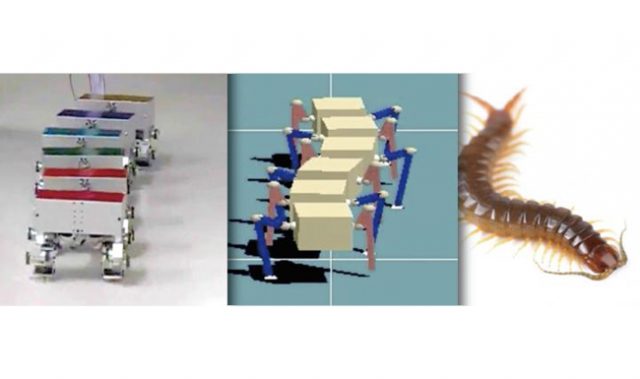 The Undulating Walk Of The Centipede
