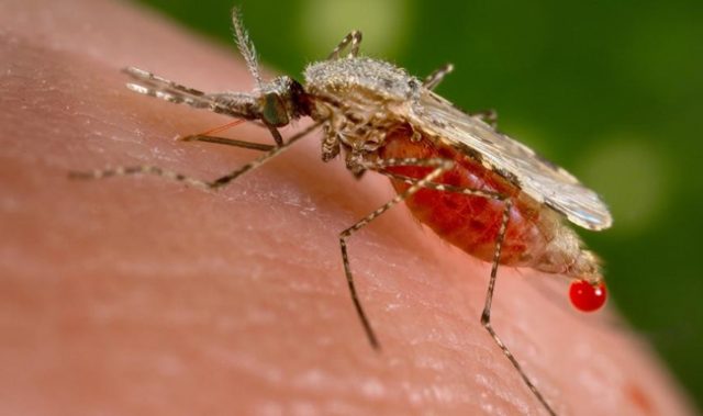 Malaria’s Best Defense Is Also Its Achilles’ Heel