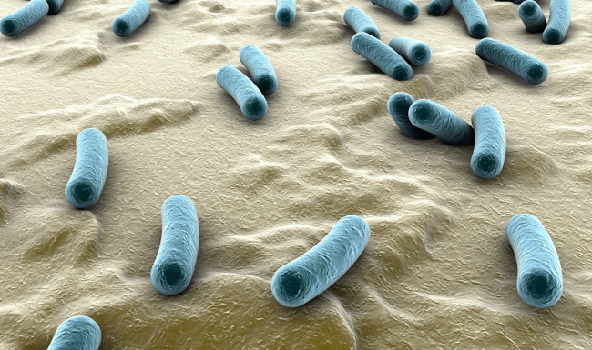 Rod bacteria on surface of skin, mucous membrane or intestine illustration shutterstock_292343480