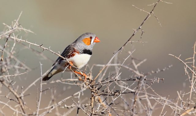 Zebra Finch Parents’ Song Prepare Unborn Chicks For Global Warming