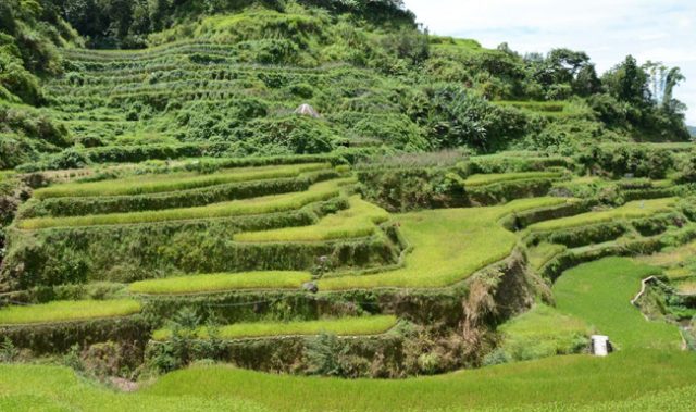 Silicon Boosts Rice Yields, According To LEGATO Researchers