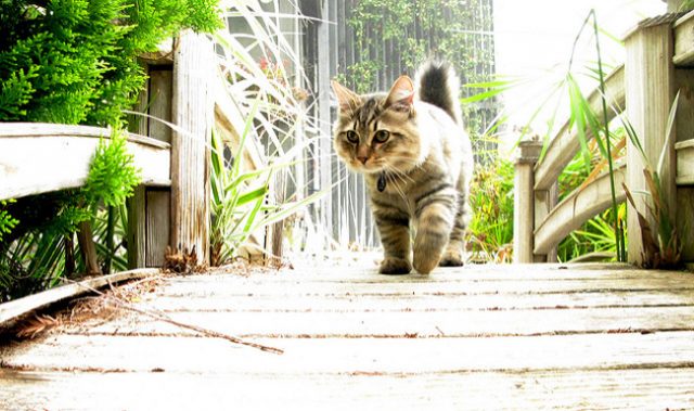 The Tale Of The Short-Tailed Cat (VIDEO)