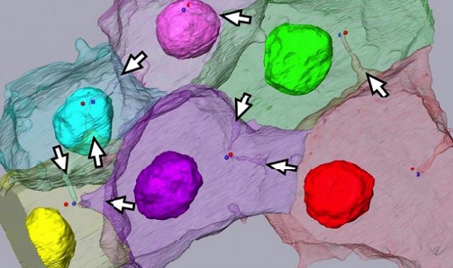 Cells Form ‘Pockets’ That Orient Cell Division: Study