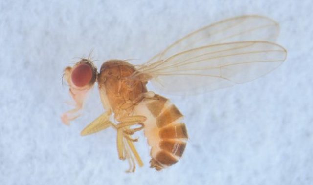 Hawaiian Fruit Fly Ancestry More Complex Than Previously Thought