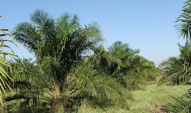 Palm Oil Plantations Hurt Ecosystems Severely: Study